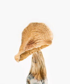 Buy African Kobe Magic Mushrooms