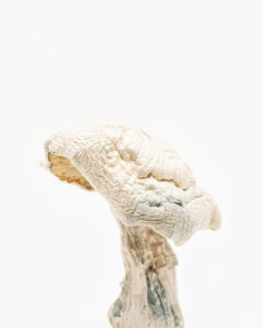 Buy Avery's Albino Magic Mushroom