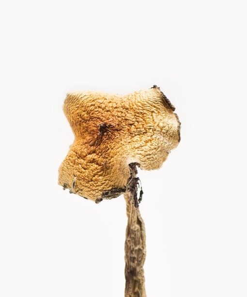 Texas Yellow Cap Mushroom