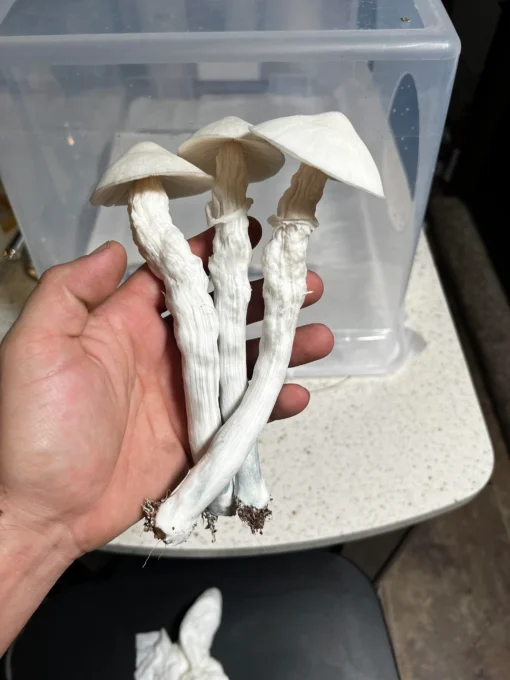 Buy White Albino Avery Magic Mushroom