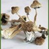 Creeper Magic Mushrooms