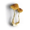 Buy Brazilian Magic Mushrooms